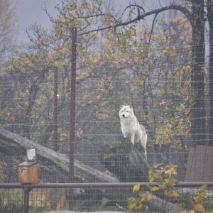 Grey Wolf - October 2020