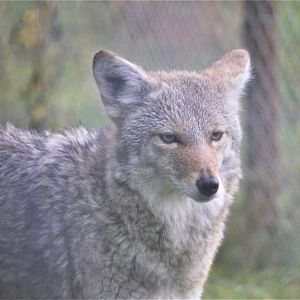 Coyote - October 2020