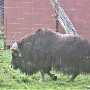 Muskox - October 2020