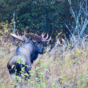 Moose - Alaska