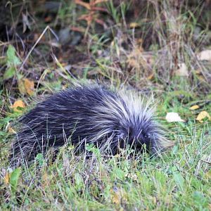 North American Porcupine - Alaska