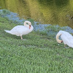 Mute Swan (Cygnus olor)