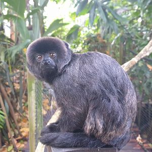 Goeldi’s Monkey