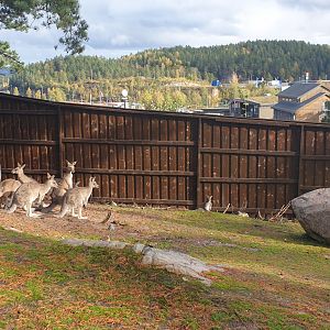Walktrough Grey Kangaroo/Red-necked wallaby enclosure