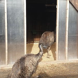 Emu