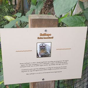 Night Monkey signage