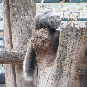 Red-bellied tree squirrel