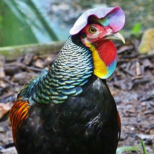 Fragile Forest - Green Junglefowl