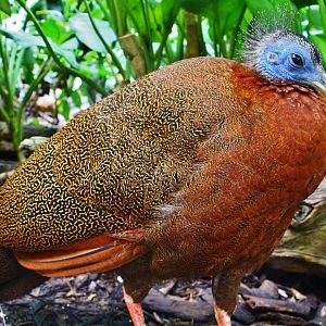 Fragile Forest - Great Argus