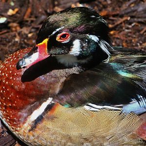 Fragile Forest - Wood Duck