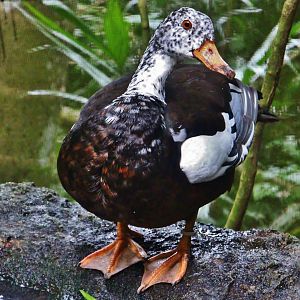 Fragile Forest - White-winged Duck