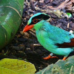 Fragile Forest - Common Green Magpie