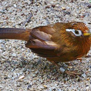 Fragile Forest - Chinese Hwamei