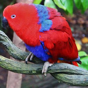 Fragile Forest - Eclectus Parrot