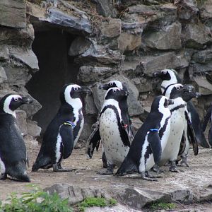 African penguins