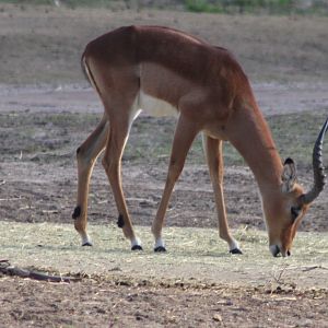 Impala