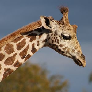 Giraffe