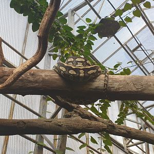 Snake Walk-trough exhibit