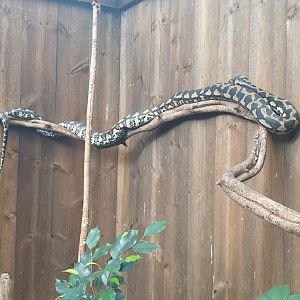 Snake Walk-trough exhibit