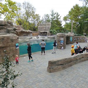 Oct. 2020 - New! African Penguin Point (4 Species)