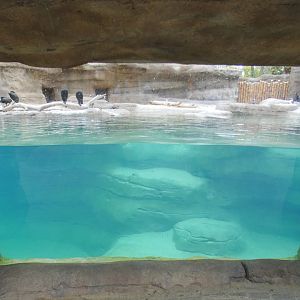 Oct. 2020 - New! African Penguin Point (4 Species)