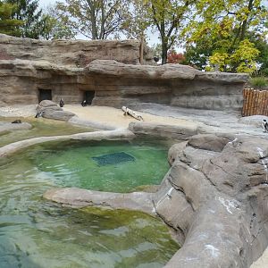 Oct. 2020 - New! African Penguin Point (4 Species)