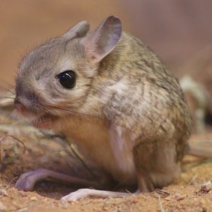Greater Egyptian jerboa (Jaculus orientalis)