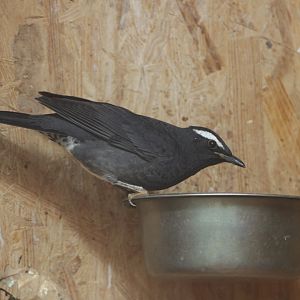 Siberian thrush (Geokichla sibirica)