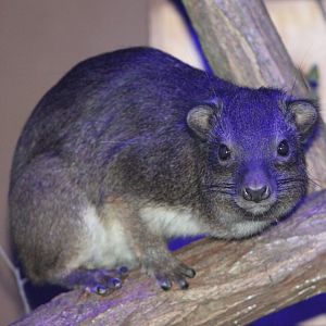 Southern tree hyrax (Dendrohyrax arboreus)