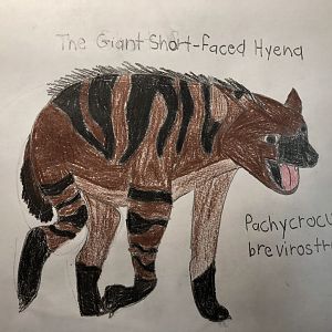 Giant short-faced hyena (Pachycrocuta brevirostus)