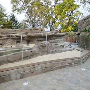 Oct. 2020 - New! African Penguin Point (4 Species)