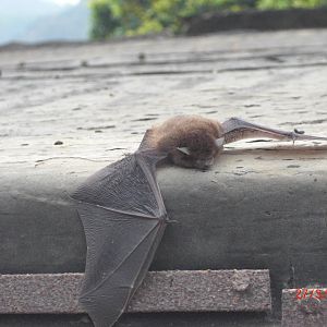 Japanese pipistrelle