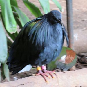 Nicobar pigeon