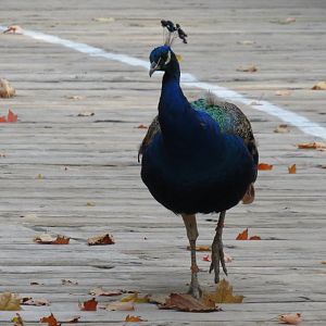 Free-roaming Indian peafowl