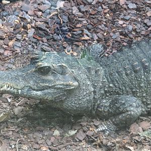 Dwarf crocodile
