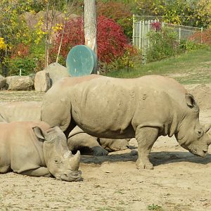 White rhinos