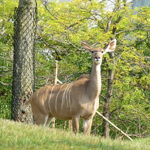 Greater kudu female