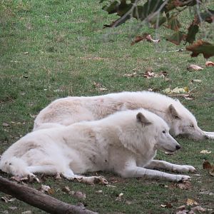 Arctic wolves