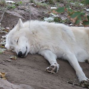 Sleeping arctic wolf