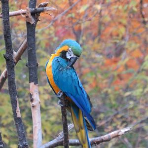 Blue-and-yellow macaw