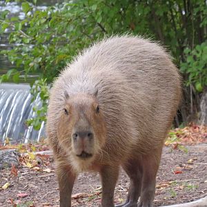 Capybara