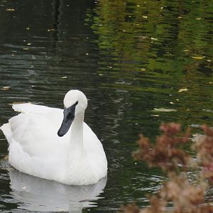 Trumpeter swan
