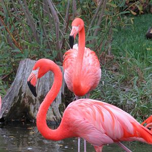 American flamingos