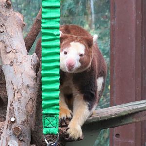 Matschie's tree kangaroo
