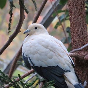 Pied imperial pigeon