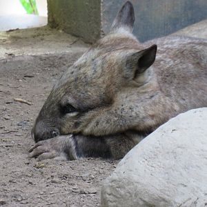 Southern hairy-nosed wombat