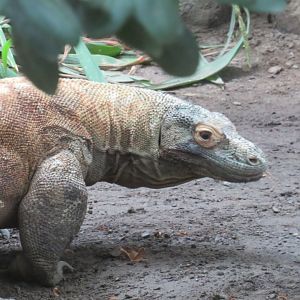 Komodo dragon