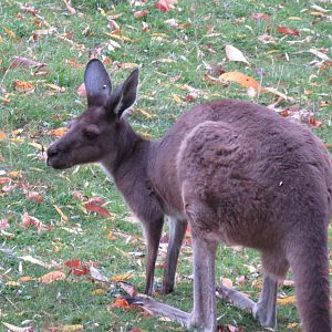 Western grey kangaroo