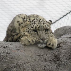 Snow leopard