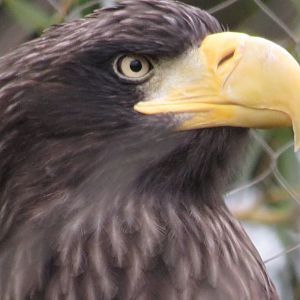Steller's sea eagle